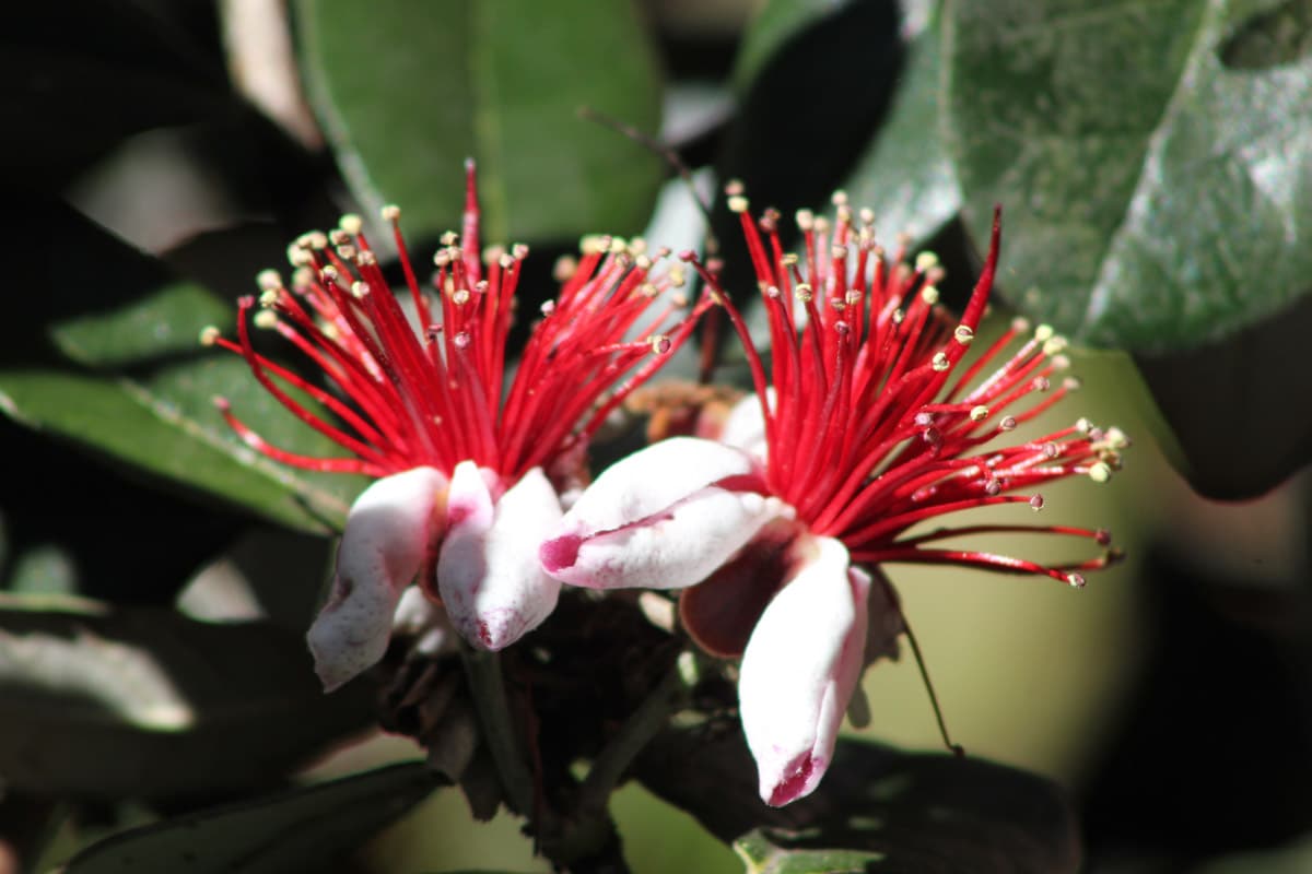 Feijoa recipes 3 Feijoa flowers